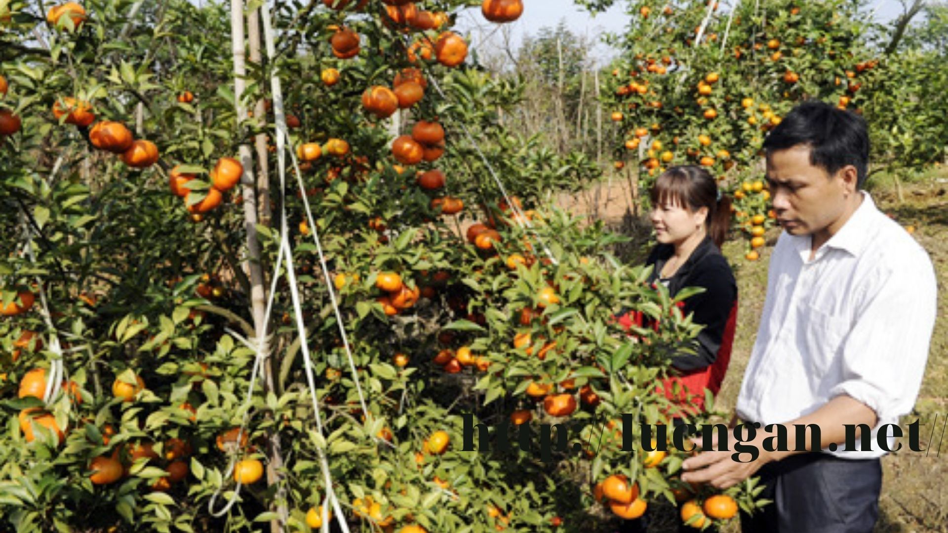 Cam Bắc Giang được mùa được giá dự kiến thu tiền tỷ